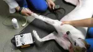 Налягане на кучето: норма, как да се измерват домовете, причините за увеличаване или понижено налягане